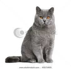 Black And White British Shorthair Cat British Blue Cat For And Of The Cat British Blue Cat British Shorthair Cats