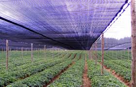 6q P8v68bzqydm Uno de los usos más habituales de la rafia es la producción de bolsas reutilizables. https www gasatex com ar mediasombra rafia html