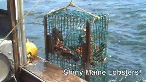 Shiny Maine Lobster Youtube