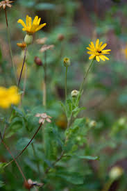 Image result for Emilia discifolia