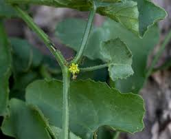 Image result for Corallocarpus triangularis