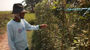 Cara membuat benih kacang panjang itu sendiri ialah dengan membiarkan buah kacang menua serta mengering di pohon. Video Petani Di Kalitengah Cirebon Pilih Tanam Kacang Panjang Di Saat Kemarau Tribun Jabar