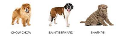 Check spelling or type a new query. How To Euthanize A Dog With Benadryl Why When Best Way