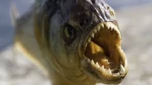 Jurassic Era Piranha Is Worlds Earliest Flesh Eating Fish