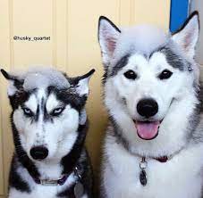 Select category alaskan malamute harga 7 juta anjing chowchow anjing golden retriever anjing mini pom anjing papillon anjing pug anjing ras saint bernard anjing shitzu aplikasi. Lol The Malamute On Right Is Having A Good Time While The Siberian Husky On Left Is Plotting Revenge Anak Anjing Husky Anjing Anjing Husky