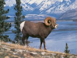Fast Five Wallpaper These Mountain Sheep Animals Wild Big Horn Sheep Animals Beautiful