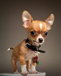 Quiero Uno Cute Dogs Cute Animals Chihuahua Puppies