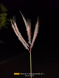 Image result for Dichanthium annulatum