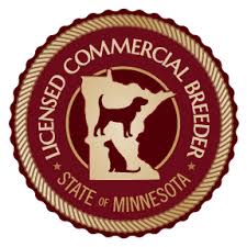 This is a lovely rural area within a short drive of both minneapolis and st. Goldendoodle Puppies For Sale Minneapolis St Paul Area Red Cedar Farms