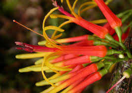 Image result for Loranthaceae