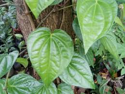 Aneka gambar mewarnai gambar mewarnai dinosaurus untuk anak paud dan tk. Jangan Coba Coba Bersihkan Mata Dengan Rendaman Air Sirih Indozone Id