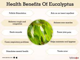 Eucalyptus oil can also promote hair and scalp health. Benefits Of Eucalyptus And Its Side Effects Lybrate