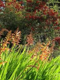 Image result for Pycnosphaera buchananii