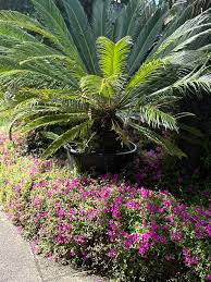 Image result for Heterocentron