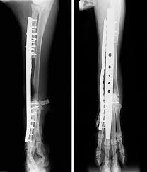 Treatments for bone cancer in dogs (picture credit: Osteosarcoma In Dogs