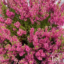Image result for Calluna vulgaris