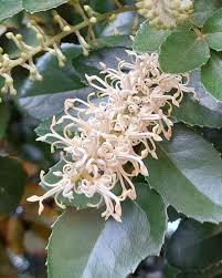 Image result for Grewia avellana