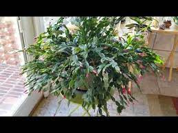 Orchid Whisperer Youtube Christmas Cactus Cactus Care Cactus