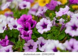 Image result for foto petúnie