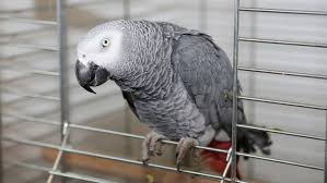 Papagalidevanzare.wordpress.com, animale de companie, pasari, bucuresti. Cinci Papagali Au Fost TrimiÈ™i La Izolare Intr Un Parc Zoologic Pentru CÄƒ Injurau Vizitatorii