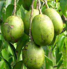 Manfaat biji selasih untuk wanita yang satu ini mungkin maish jarang diketahui. 7 Manfaat Buah Kedondong Untuk Ibu Hamil Dan Efek Sampingnya