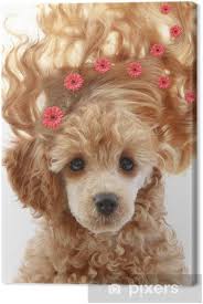 Ma con un mantello di lunghezza moderata, capelli lunghi sulle orecchie e quell'espressione triste da cucciolo, chi può resistere a questo . Quadro Su Tela Piccolo Cucciolo Barboncino Con I Capelli Lunghi Pixers It