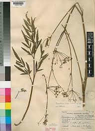 Image result for Afrosciadium