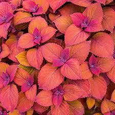 Image result for Coleus shirensis