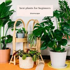 Bring Your Home To Life With Easy To Care For Indoor Plants In 2020 Easy Care Indoor Plants Best Indoor Plants House Plants Decor