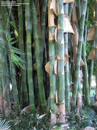 Image result for Pilea bambuseti