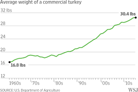 We bought the biggest turkey they had at costco today, and it only weigh 20 lbs. Talking Turkey Why Your Thanksgiving Dinner Weighs More Wsj