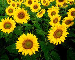 Kembali ke minyak bunga matahari. Fail Sunflowers Cropped Jpg Wikipedia Bahasa Melayu Ensiklopedia Bebas