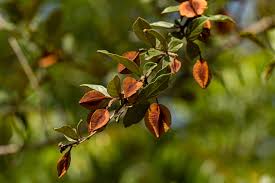 Image result for Combretum hereroense