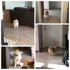My Dog Isn T Used To Me Being Home During The Day And Is Just Staring At Me From Different Places Around The House Funny