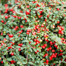 Image result for Cotoneaster