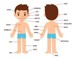When lf was asked to pick the correct name for the faces he was looking at, he was unable to recognise familiar people from their faces alone. Let S Learn The Body Parts In English