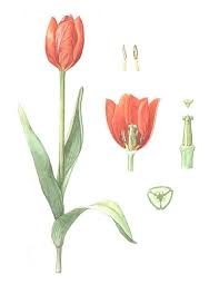 Pin On Tulip Obsession