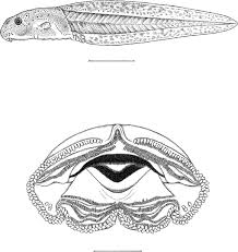 Connect with friends and the world around you on facebook. The Summit Herpetofauna Of Auyantepui Venezuela Report From The Robert G Goelet American Museum Terramar Expedition