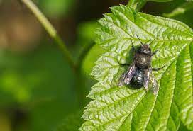 Mason bee abodes blog is a gardener's blog at heart. How To Attract Mason Bees Beginner S Guide Beekeepclub