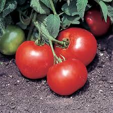 How to plant tomato plants in containers. Bush Beefsteak Tomato Open Pollinated Tomato Seeds Totally Tomatoes