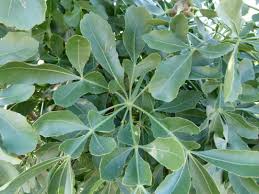 Image result for Cussonia spicata