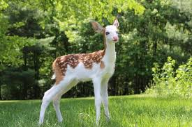 Epingle Sur Animaux Trop Mignons