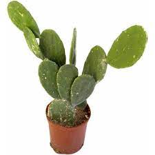 Word of the day decline a decrease in the quality, quantity, or importance of something. Cactus Meaning Of Cactus In Longman Dictionary Of Contemporary English Ldoce