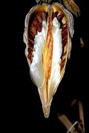 Milkweed Pod Milkweed Pods Seed Pods Seed Dispersal