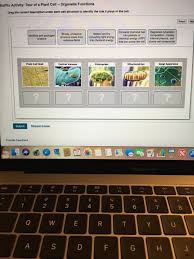 These files are related to cell structure and function quizlet. Bioflix Activity Tour Of A Plant Cell Organelle Chegg Com