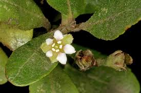 Image result for Gerrardina