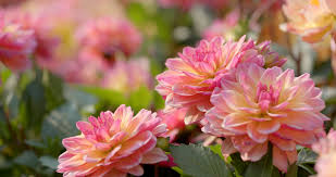 Maybe you would like to learn more about one of these? Top All Season Plants For The Pacific Northwest Levy S Lawns And Landscaping