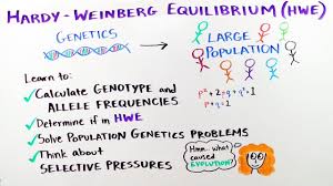 The frequency of two alleles in a gene pool is 0. Hardy Weinberg Equilibrium Combining Darwinian Evolution And Mendelian Genetics To Study Population Genetics Ibiology