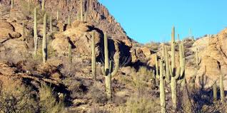 The state will most certainly pay for absolutely nothing. The Saguaro Cactus Important Facts For Homeowners
