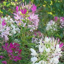 Their thorns and dense foliage create an effective barrier, while prolific blooms create a pleasing mass of . Spider Flower Mix Cleome Seeds Urban Farmer